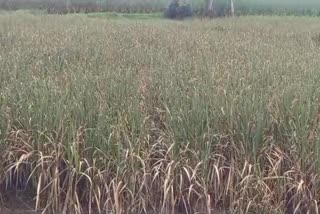 Heavy rains hit crops on 518 hectares in Kolhapur
