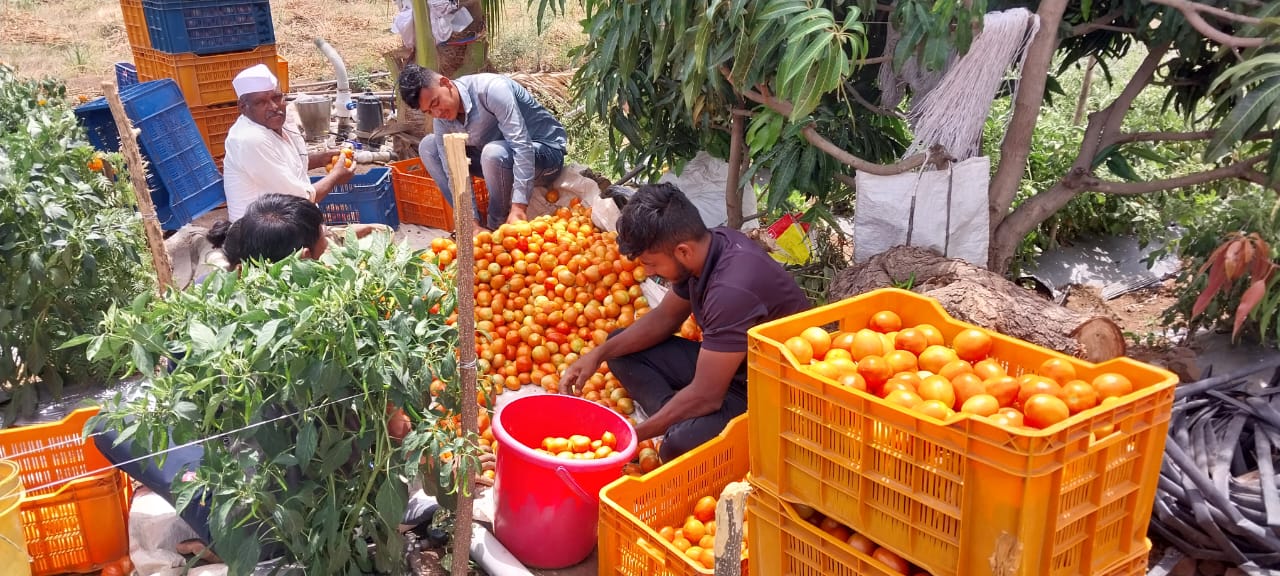 Tomato Farmer Millionaire