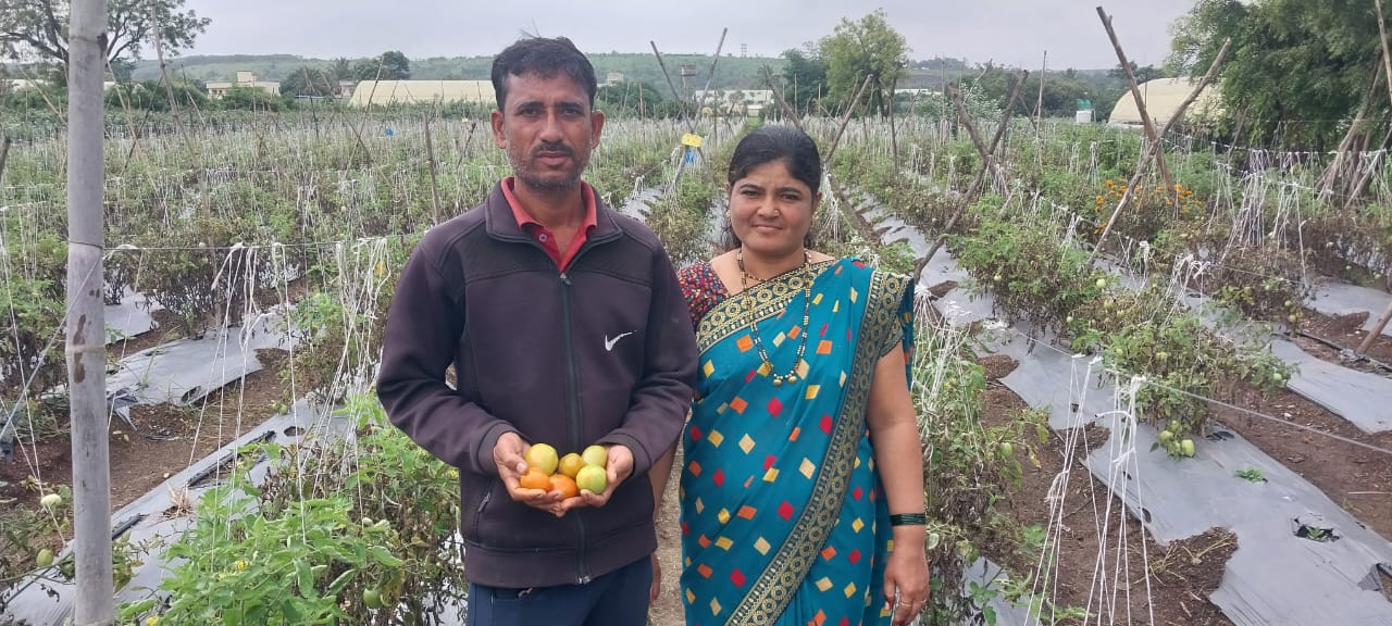 Tomato Farmer Millionaire