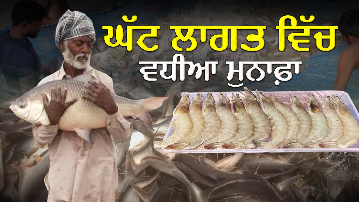 Fish farming is on the increased in Punjab