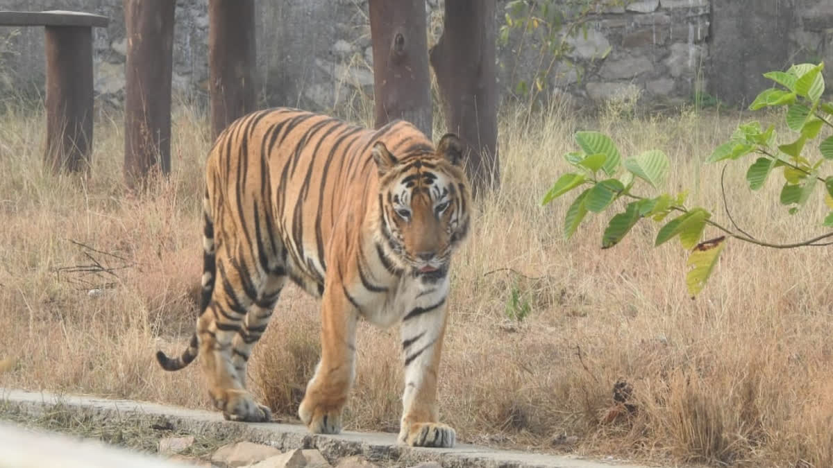 tiger died in  Biological Park kota