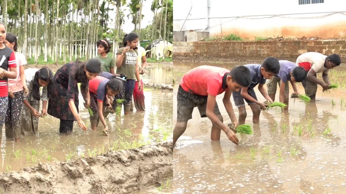 ಗದ್ದೆಗಿಳಿದು ಭತ್ತದ ಸಸಿ ನಾಟಿ ಮಾಡಿದ ವಿದ್ಯಾರ್ಥಿಗಳು