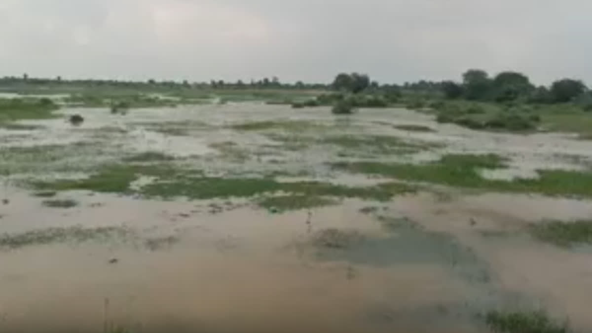 Rain became a disaster in Dholpur