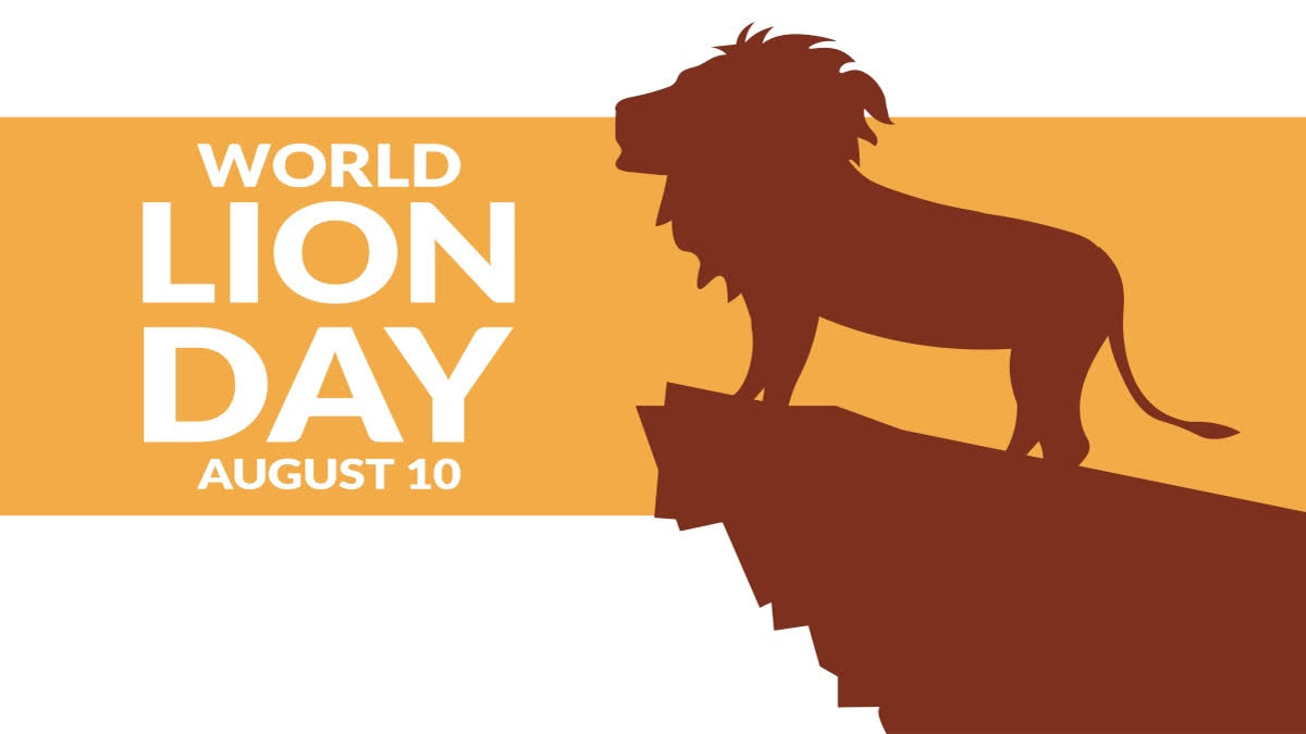 World Lion Day Increasing Public Awareness Of Protecting Lions