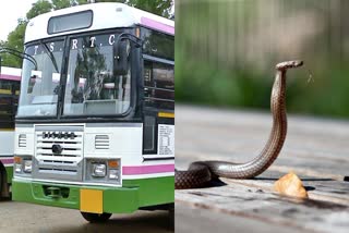 Woman hurls beer bottle at RTC bus in Hyderabad, throws snake on conductor