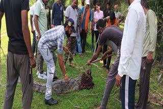 Crocodile in residential area