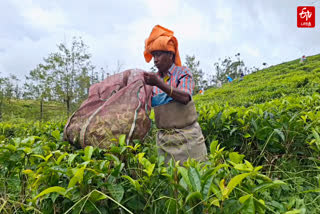 மாஞ்சோலை எஸ்டேட்( கோப்புப் படம்)