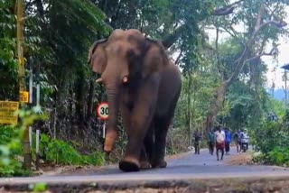 കാട്ടാന കൂട്ടം  WILD ELEPHANT  ELEPHANT AT ATHIRAPPILLY  അതിരപ്പിള്ളി കാട്ടാന കൂട്ടം