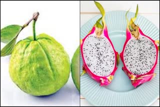 Guava Vs Dragon Fruit