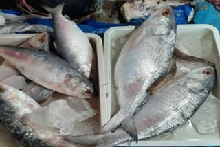 Import of Hilsa Fish Stopped