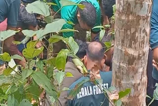 KASARAGOD MALLAMPARA TIGER  TIGER TRAPPED IN KASARAGOD  മല്ലംപാറയിൽ പുലി ചത്തു  കെണിയില്‍ കുടുങ്ങിയ പുലി