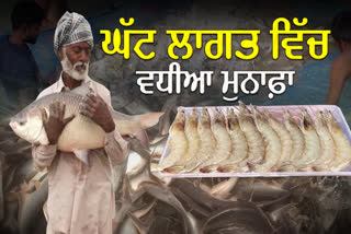 Fish farming is on the increased in Punjab