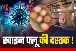 SWINE FLU in Chhattisgarh