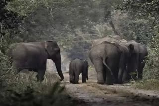 CHHATTISGARH ELEPHANT NEWS  ആന ചവിട്ടിക്കൊന്നു  ചത്തീസ്‌ഗഢിൽ ആന ആക്രമണം  ELEPHANT ATTACK