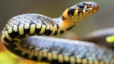 Drunk women throws snake on Conductor in Hyderabad