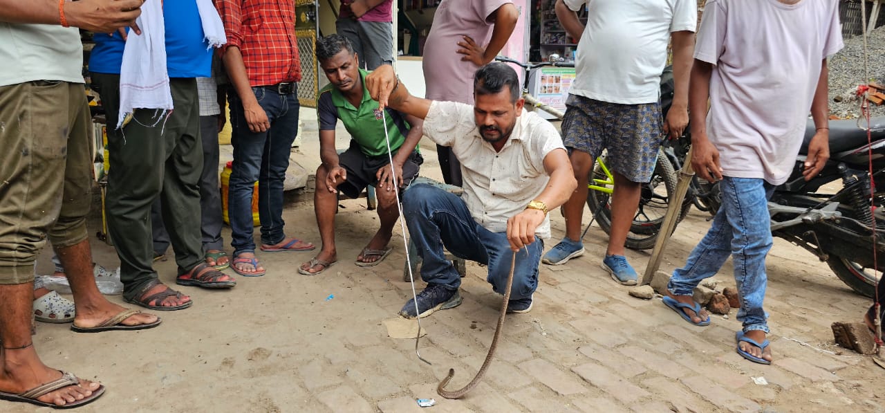 सांप को रेस्क्यू करते अमरनाथ.