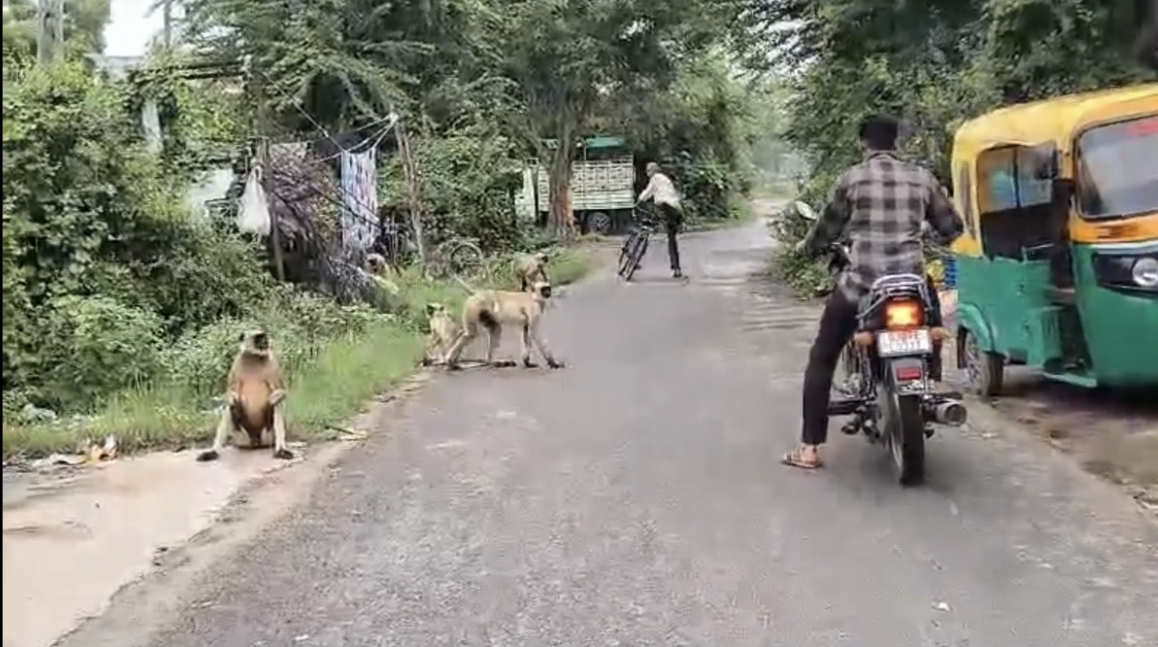 ખેડાના બામરોલી ગામમાં વાનરોનો આતંક