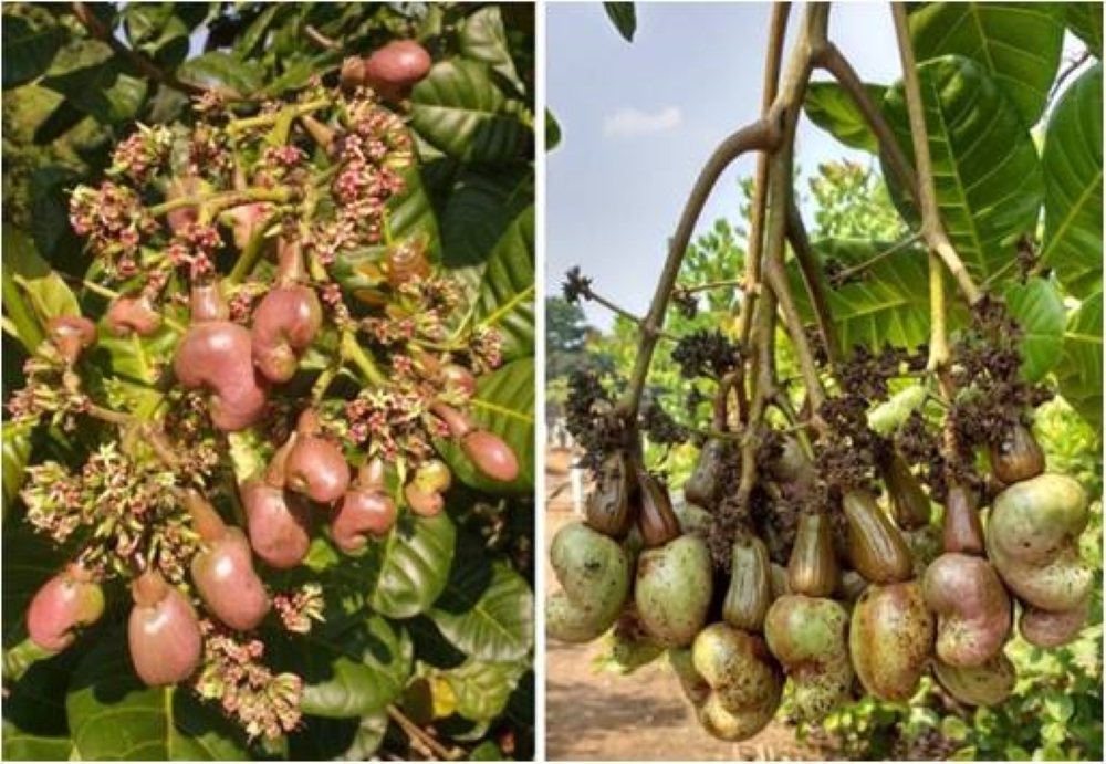 Cashew breed