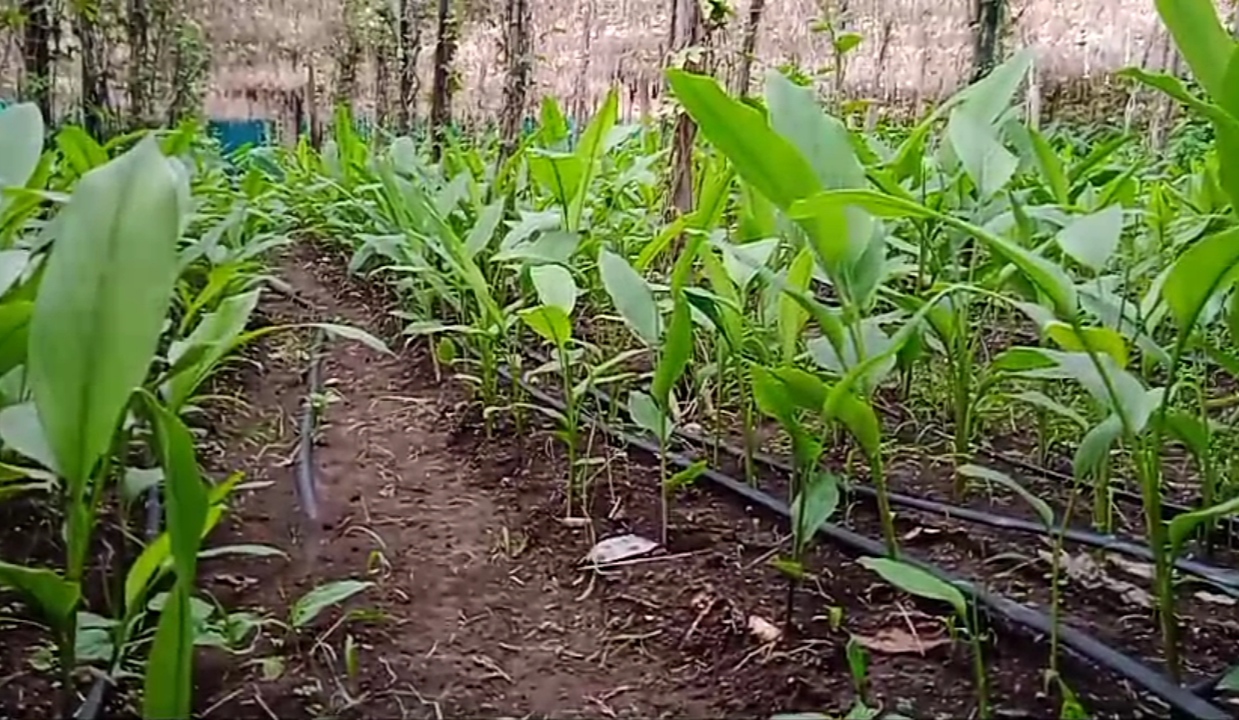 ALL 12 MONTHS INCOME FARMING MODEL  AKASH CHAURASIA FARMING MODEL  60 TYPES OF VEGETABLE FRUIT GROWING  MULTI LAYER FARMING TECHNIQUE