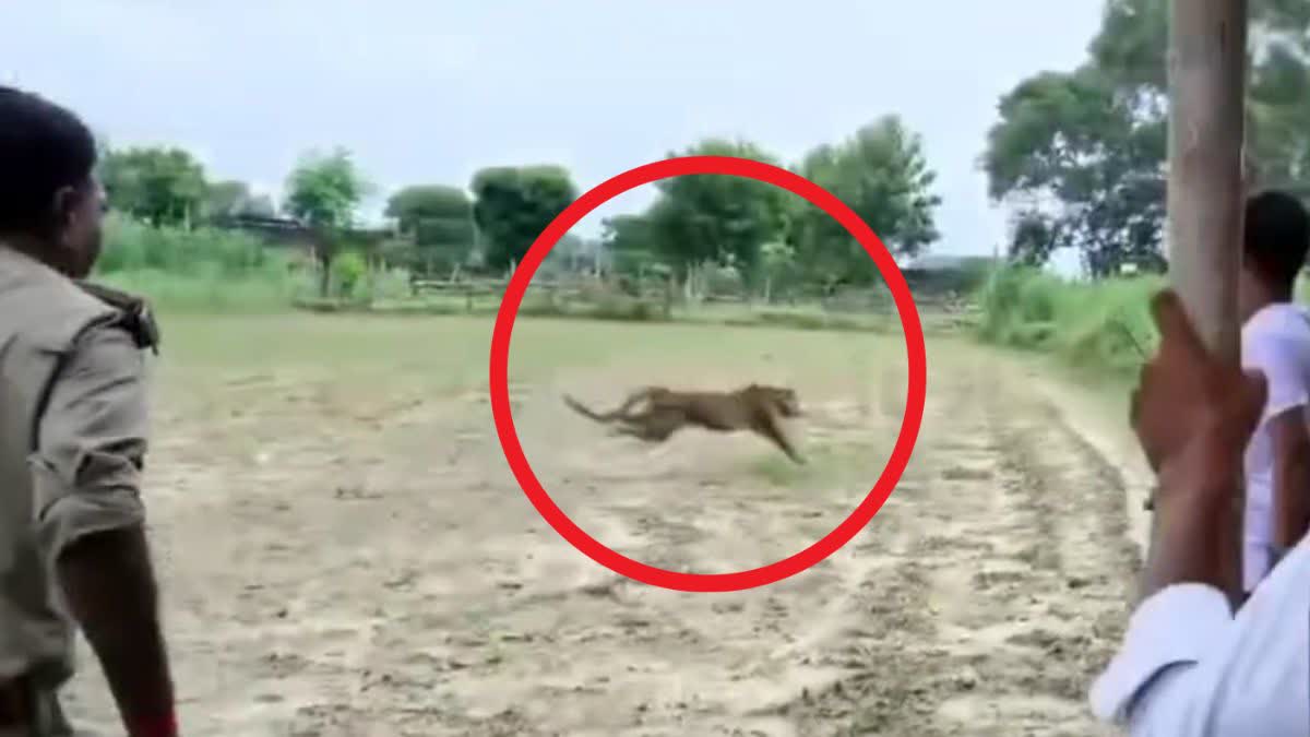 प्रयागराज में तेंदुए का आतंक; 2 लोगों को किया घायल, बाजरे के खेत में छिपा,  ग्रामीण लाठी-डंडे लेकर तलाश रहे