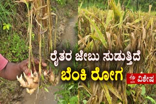 SHIVAMOGGA  ಶುಂಠಿ ಬೆಳೆ  ಕೆಳದಿ ಶಿವಪ್ಪ ನಾಯಕ ಕೃಷಿ ತೋಟಗಾರಿಕೆ  GINGER CRO