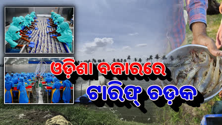 ଓଡ଼ିଶାରେ ଟ୍ରମ୍ପ ଟାରିଫ୍ ପ୍ରଭାବ; ଆମେରିକାକୁ ଚିଙ୍ଗୁଡ଼ି ରପ୍ତାନୀ ବନ୍ଦ, ଅନିଶ୍ଚିତତାରେ 20 ଲକ୍ଷଙ୍କ ଜୀବିକା TRUMP TARIFF IMPACT ON ODISHA
