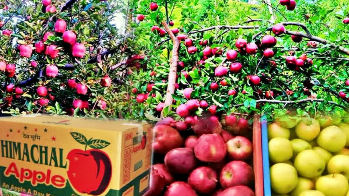 G20: Himachal apple growers asked not to send consignments to Delhi