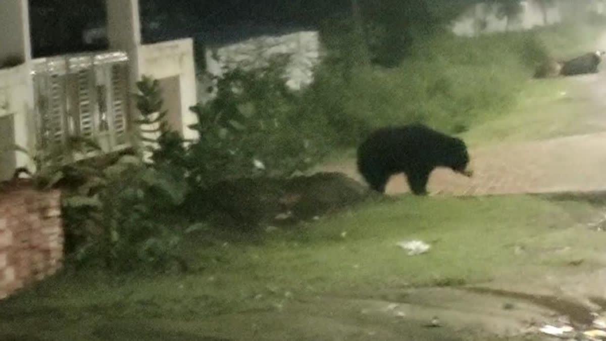 Bear Seen Roaming In Manendragarh