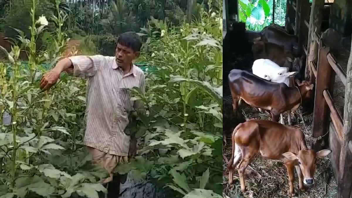 Farmer Shankaranarayana Bhatt  Land Equal To Heaven  ശങ്കരനാരായണ ഭട്ട്  എഴുപതുകളിലും മണ്ണിനെ പൊന്നാക്കി ശങ്കരനാരായണ ഭട്ട്  Farmer Shankaranarayana Bhatt Land Equal To Heaven  Shankaranarayana Bhatt  Farmer  farming  കൃഷി