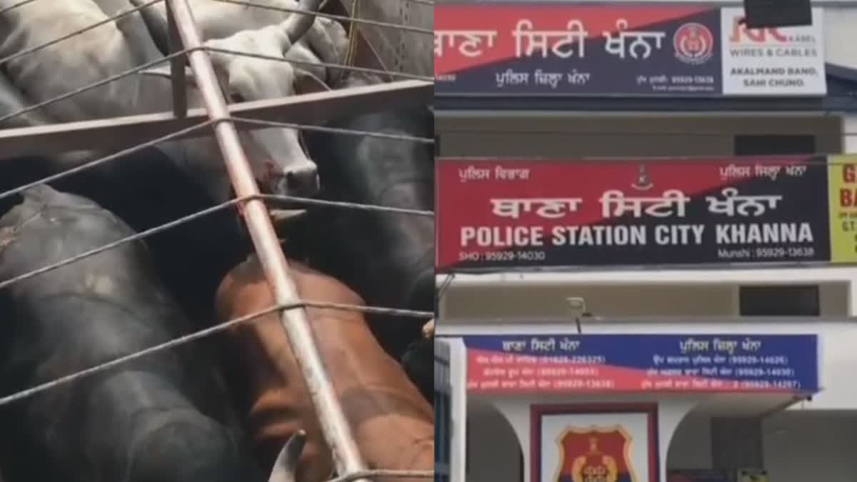 Cow Smuggling Case