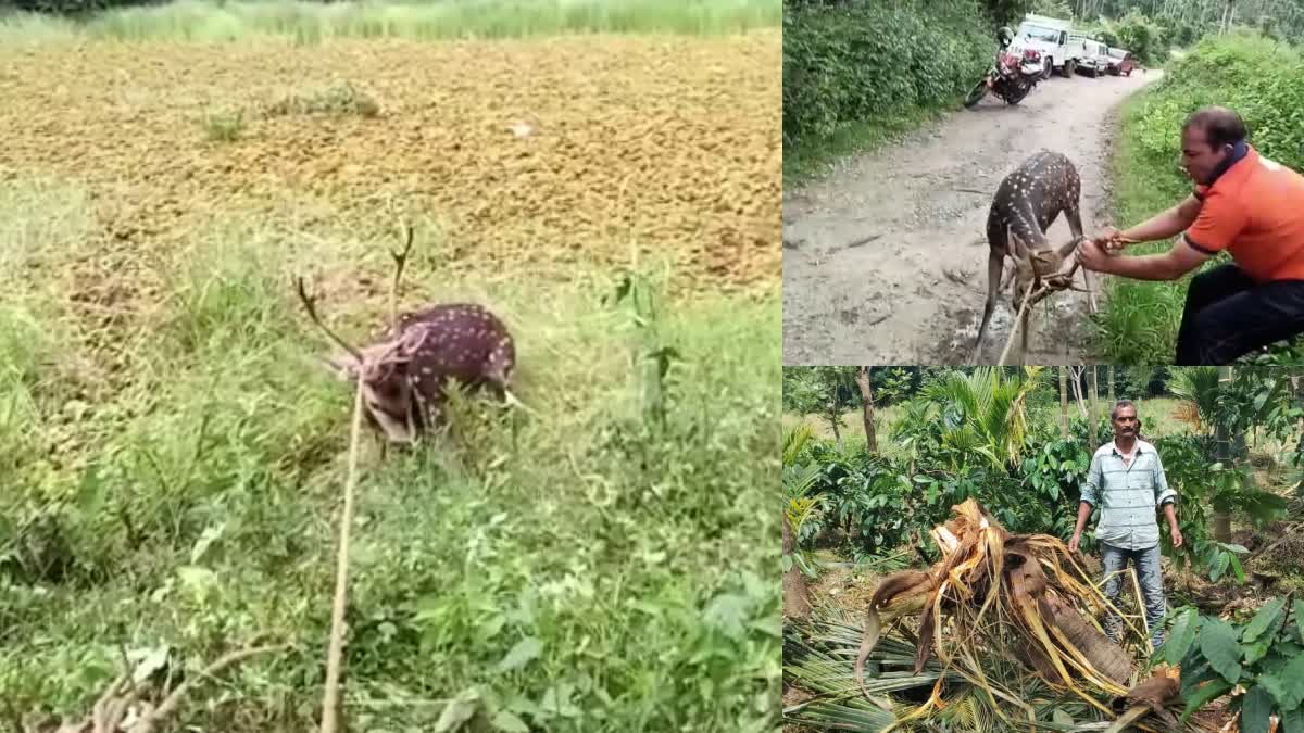 deer-rescued-in-chikkamagalur-elephant-destroyed-crops-of-farmers