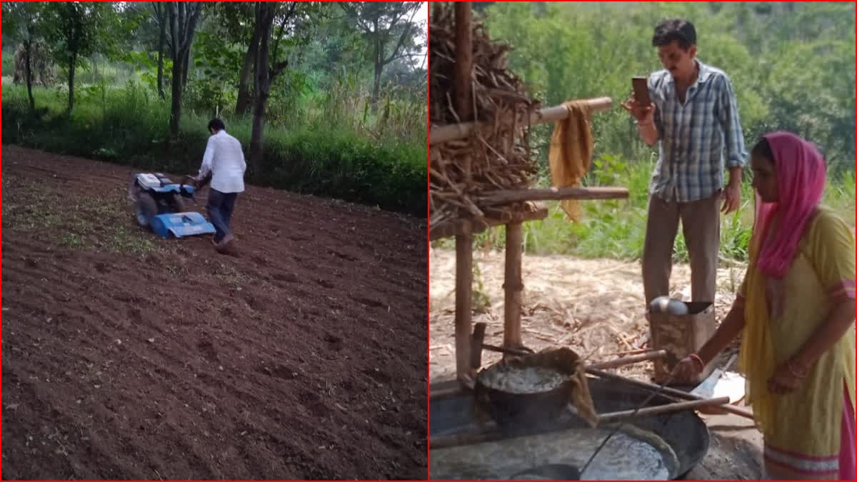 modern Sugarcane farming in Hamirpur