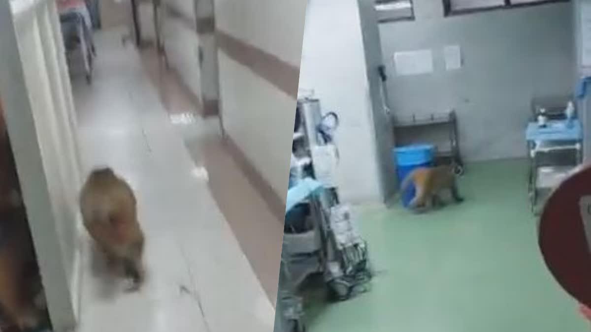 RML अस्पताल के ऑपरेशन थिएटर में घुसा बंदर