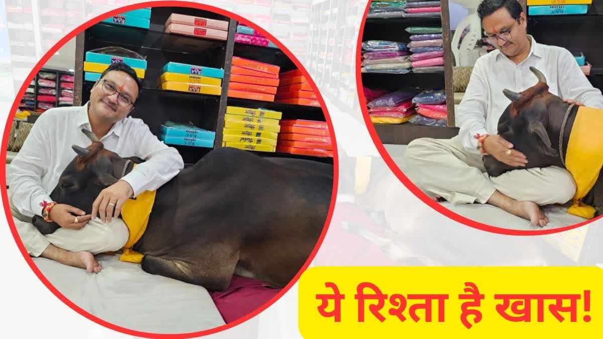 Special relationship between mother cow and shopkeeper in Raipur