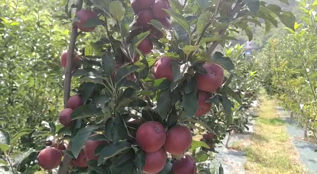 Himachal Apple and Adani