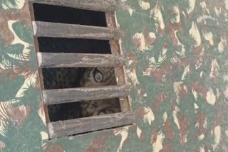 Forest Officers Caught  Cheetah in Nizamabad