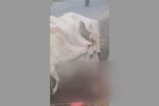 Cows comforting badly injured bovine in Telangana's Mancherial