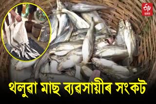 Local Fishes of Assam