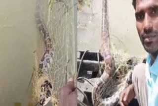 10 Feet Long Python