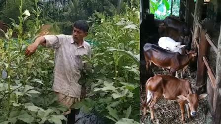 Farmer Shankaranarayana Bhatt  Land Equal To Heaven  ശങ്കരനാരായണ ഭട്ട്  എഴുപതുകളിലും മണ്ണിനെ പൊന്നാക്കി ശങ്കരനാരായണ ഭട്ട്  Farmer Shankaranarayana Bhatt Land Equal To Heaven  Shankaranarayana Bhatt  Farmer  farming  കൃഷി