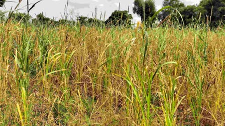 Rainfall Deficit hits Farmers : બનાસકાંઠા જિલ્લામાં વરસાદની અછતથી ખેડૂતોની પરિસ્થિતિ કપરી, કાલના વરસાદ બાદ કહી ખુશી કહી ગમ