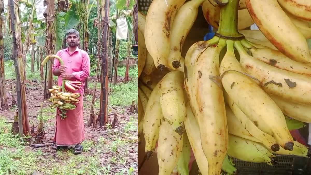 ചെങ്ങാലിക്കോടൻ നേന്ത്രക്കുലകൾ  ചെങ്ങാലിക്കോടൻ നേന്ത്രപഴം വില  ഓണം വിപണി സ്പെഷ്യല്‍ വിഭവങ്ങള്‍  MALAYALAM LATEST NEWS