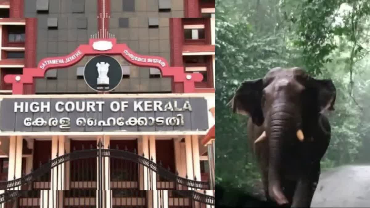 കേരളത്തിലേക്കുളള ആനകളുടെ വരവുതടഞ്ഞു  HC STOPPED OUTSIDE ELEPHANTS ENTRY  ഇതര സംസ്ഥാന ആനകളുടെ വരവുതടഞ്ഞു  MALAYALAM LATEST NEWS