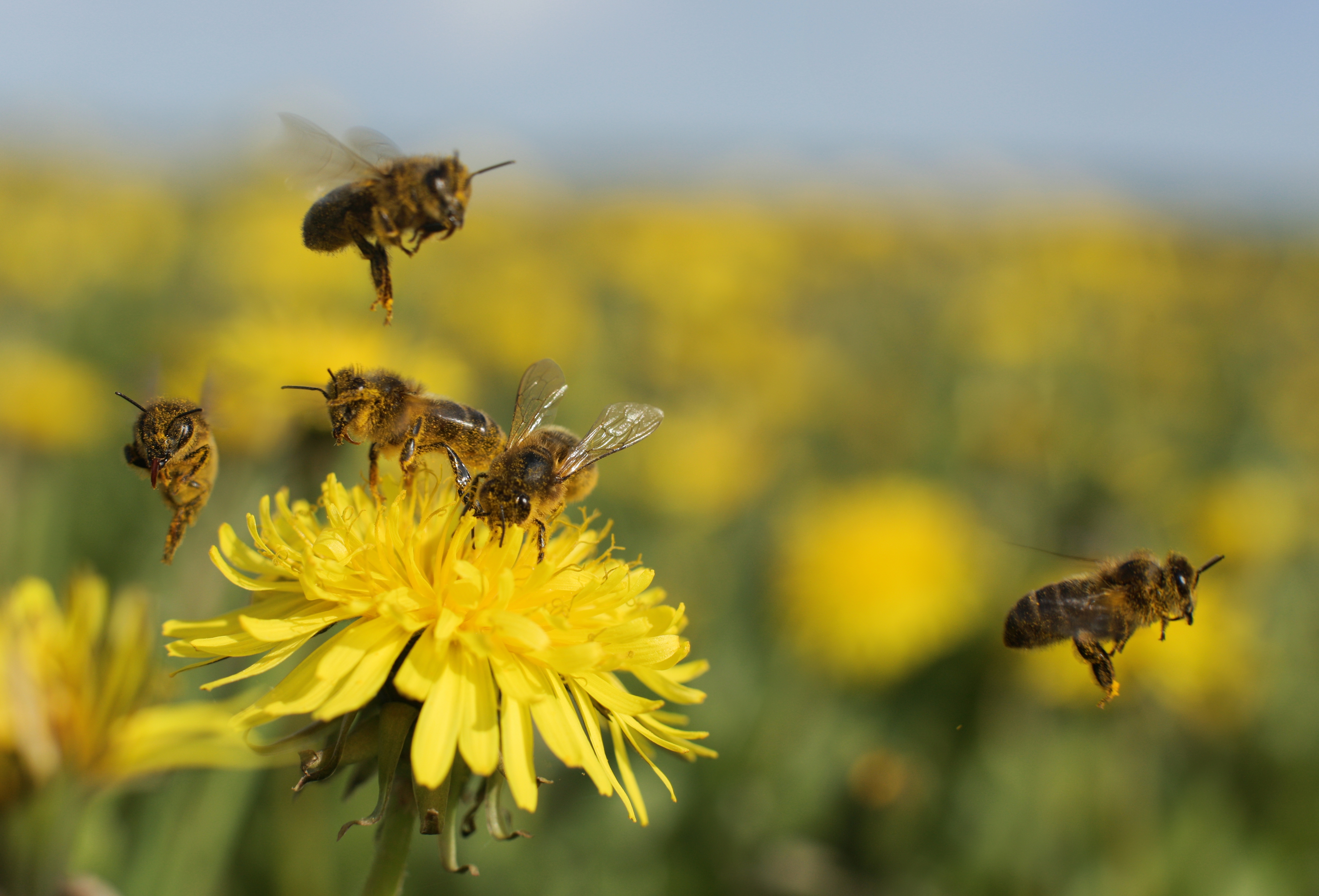 Male Honeybee