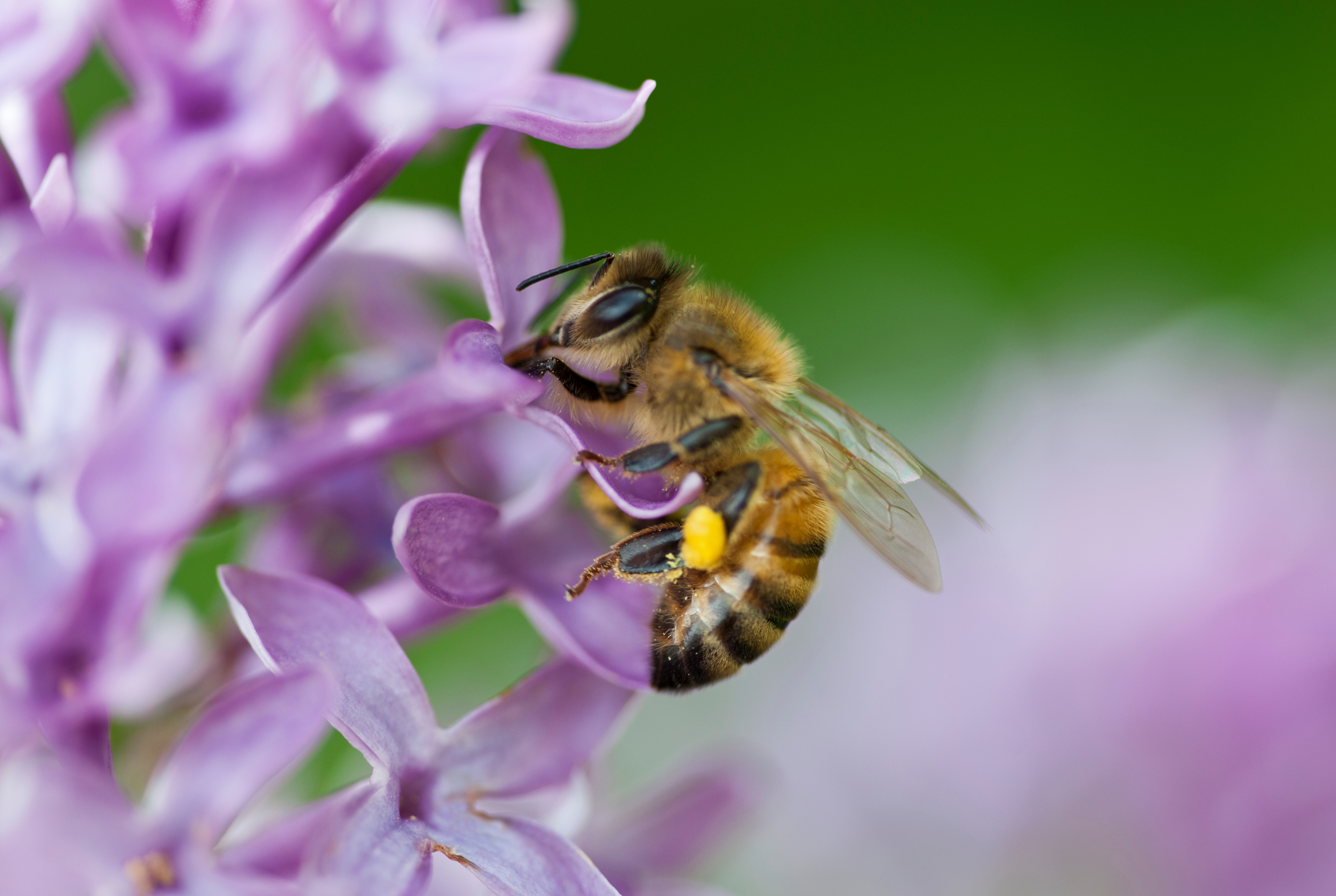 Male Honeybee