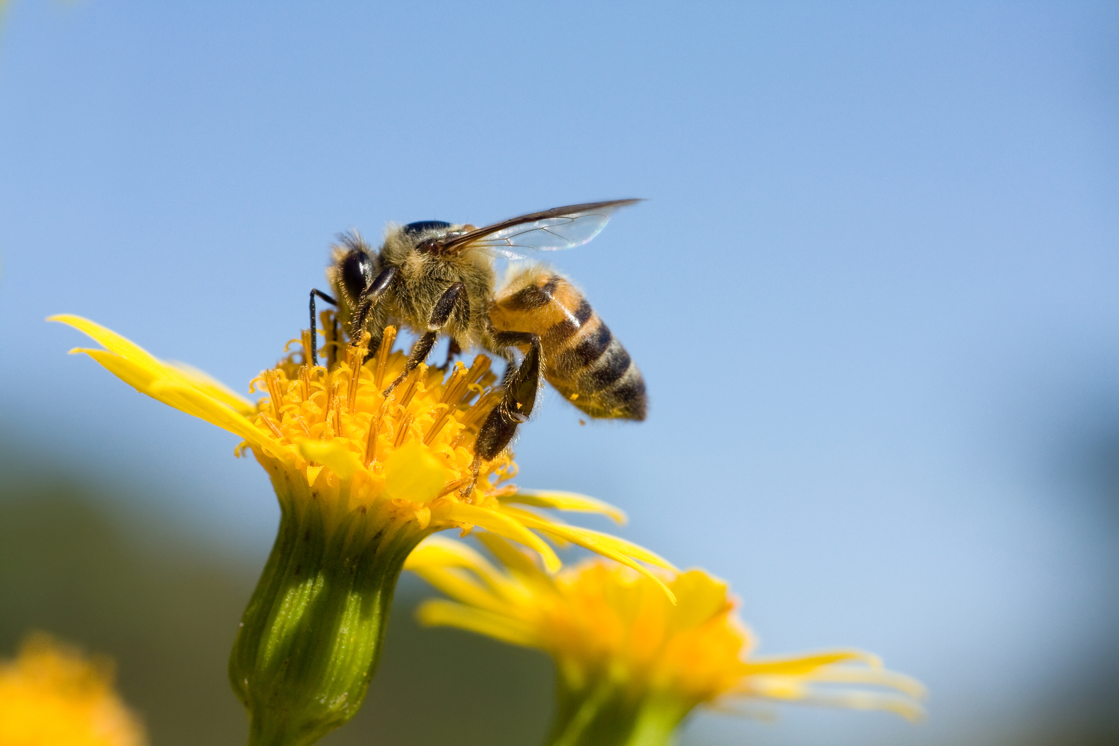 Male Honeybee