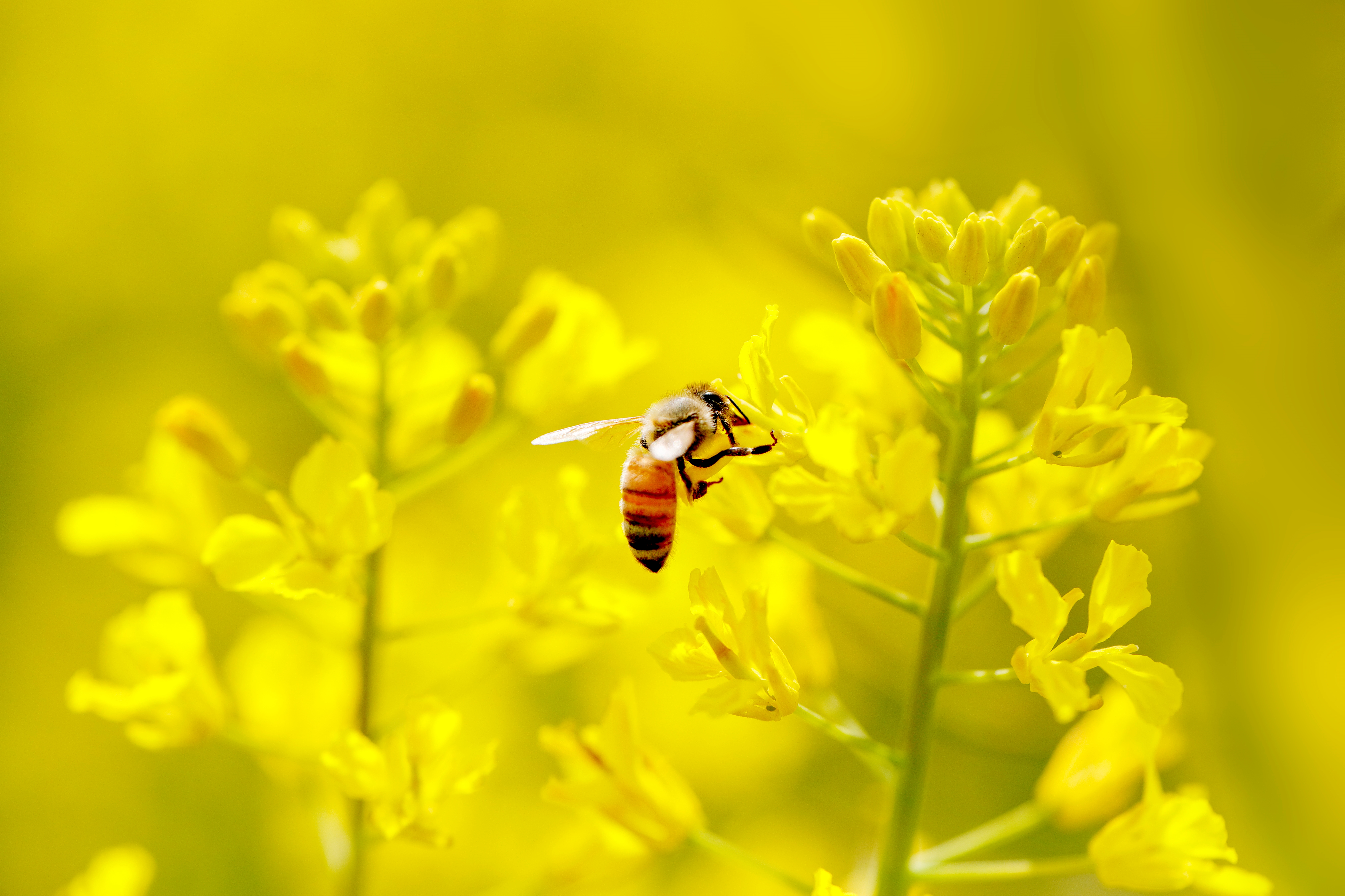 Male Honeybee