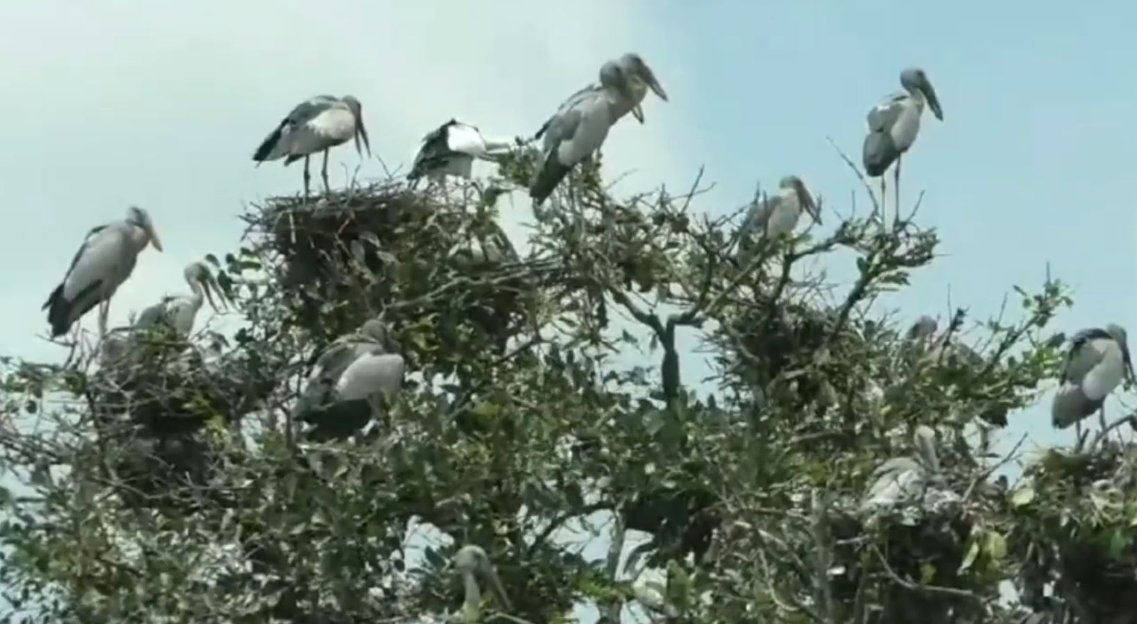 Bhitarkanika Native Bird Census