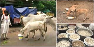 Some Charitable Organizations Feed to Animals in Vijayawada