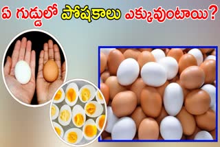 Brown Vs White Eggs